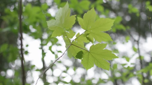 Bl&auml;tter im Wald