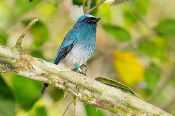 Indigo flycatcher bird on branch