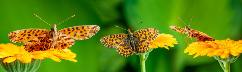 Argynnis aglaja butterflies on flower close up
