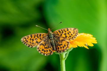 Argynnis aglaja butterfly on flower close up