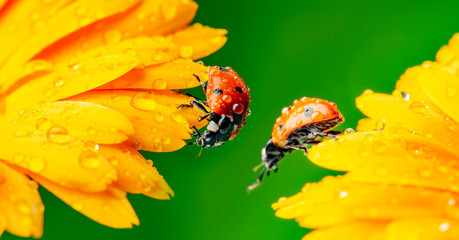 seven-spot ladybird, Coccinella septempunctata on a flower