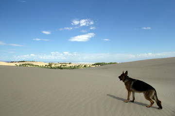 Fototapeta na wymiar German Shepherd walking in the desert