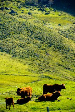 Europe, France, Auvergne Rhone-Alpes, Cantal, Salers cattle in the mountain