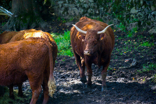Europe,France,Rhone-Alpes,Auvergne,Cantal, Salers cattle