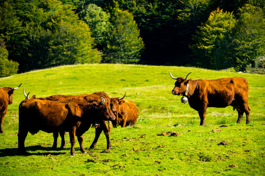 Europe,France,Auvergne,Rhone-Alpes,Cantal, Salers cattle in a meadow