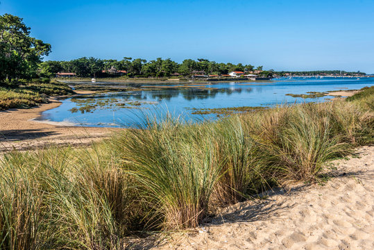 France, Gironde, Arcachon Bay, Pointe du Cap-Ferret, Conche du Mimbeau with beach grass protecting the beach against coastal submersion.