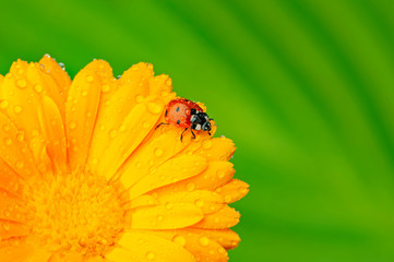 seven-spot ladybird, Coccinella septempunctata on a flower