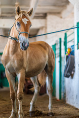 Fototapeta premium Horse on a leash in the stable.