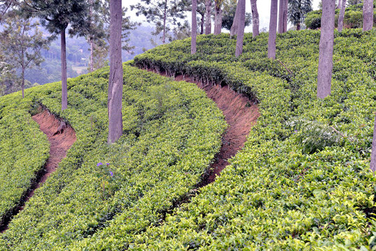 Sri Lanka, Region of Bandarawela and Haputale, tea plantation. The plantations are carefully maintained.