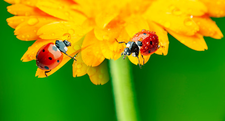 seven-spot ladybird, Coccinella septempunctata on a flower