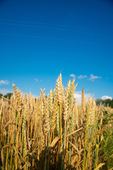 Field of wheat on a sunny day