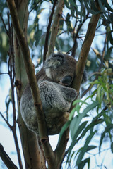 Ein Koala Bär (Koalabär) in einem Eukalyptus Baum in Victoria Australien