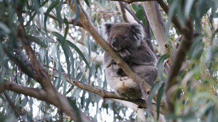 Ein Koala Bär in einem Eukalyptus Baum in Victoria Australien