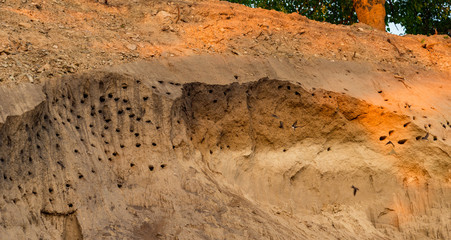 summer swallows birds in Zebegény, Hungary