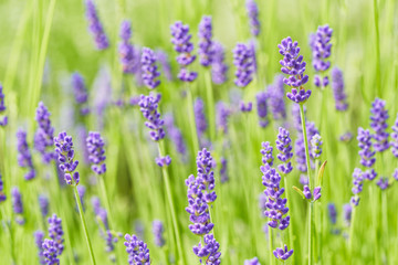 Lavender flower head close up. Bright green natural background.