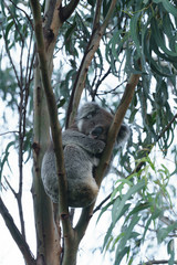 Obraz premium Ein Koala Bär in einem Eukalyptus Baum in Victoria Australien