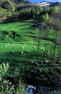 France, Pyrenees National Park, Hautes-Pyrenees, region around Luz-St-Sauveur, terrace meadow for meat-producing sheep breeding of the PDO Bareges-Gavarnie.