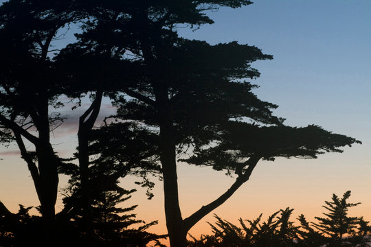 France, Les Moutiers-en-Retz, 44, close-up shot showing showing the shape of the Montery cypress (Cupressus macrocarpa) at sunset.