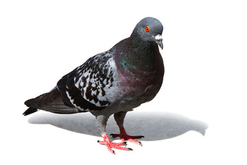 Obraz premium colorful pigeon with clipping path