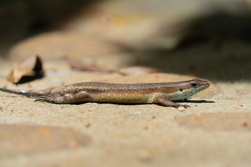 Sun skink in Borneo