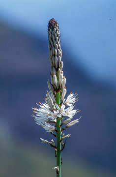 France, Pyrenees white asphodel (Asphodelus albus)