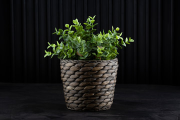 A green plant on a black background