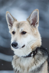 Cute mixed breed dog outside. Mongrel in the snow
