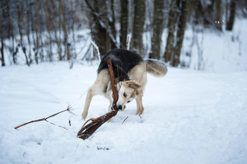 Stray dog that lives on the street. Mongrel in the snow