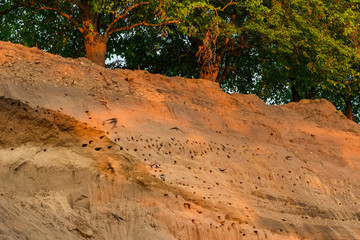 summer swallows birds in Zebegény, Hungary