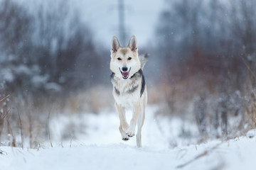 Stray dog that lives on the street. Mongrel in the snow