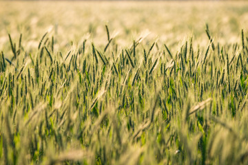 Wheat field Netherland © Ron van der Stappen