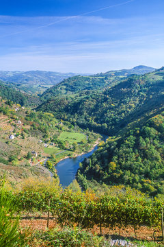 France, Auvergne, Cantal, Ch&acirc;taigneraie, La Vallee du Lot and the hillsides with vines at Fel