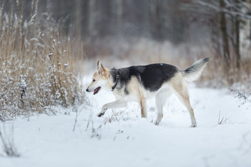 Stray dog that lives on the street. Mongrel in the snow
