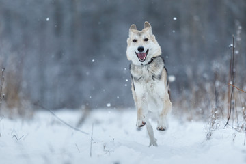 Stray dog that lives on the street. Mongrel in the snow