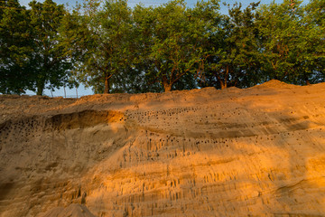 summer swallows birds in Zebegény, Hungary