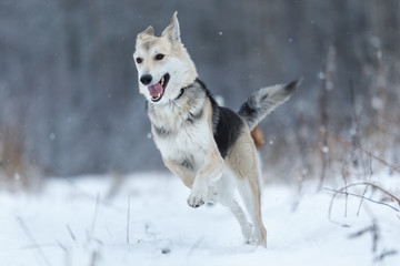 Stray dog that lives on the street. Mongrel in the snow