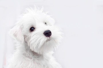Adorable white puppy on a light background, a place for copyspace