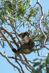 Ein Koala Bär in einem Eukalyptus Baum in Victoria Australien
