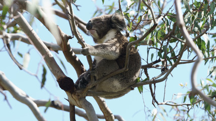 Ein Koala Bär in einem Eukalyptus Baum in Victoria Australien