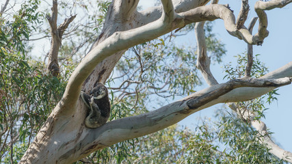 Ein Koala Bär in einem Eukalyptus Baum in Victoria Australien