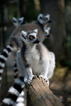 France, Dordogne, Calviac zoo,  group of maki lemurs, Lemur catta