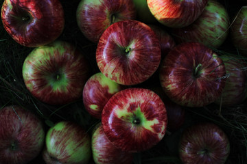 juicy summer apples in the grass