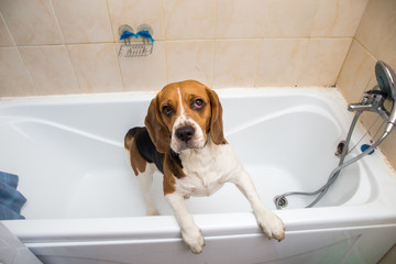 Bathing of the american beagle. Dog taking a bubble bath. Grooming dog.