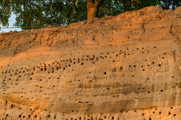 summer swallows birds in Zebegény, Hungary