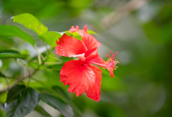 Red hibiscus flower
