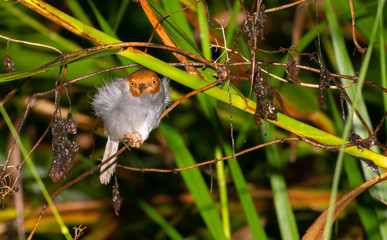 Ashey tailorbird in vegetation beside river