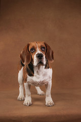 Cute Beagle dog standing against brown background