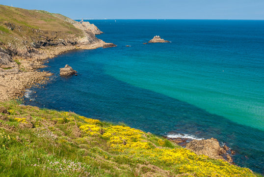 France, Brittany, Cap Sizun, yellow gorse bushes in bloom between the Baie des Trepasses and the Pointe du Raz