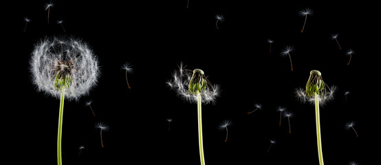Three dandelion blowing on black background. Panorama.