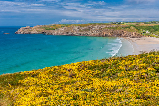 France, Brittany, Cap Sizun, flowers of ulex, Pointe du Van and Baie des Trepasses
